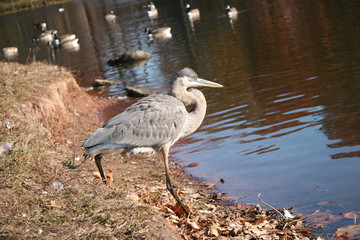 blue heron