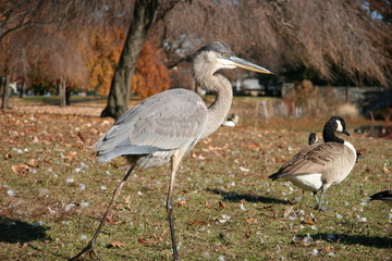 bird blue heron