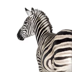 Foto op Plexiglas Zebra © Eric Isselée