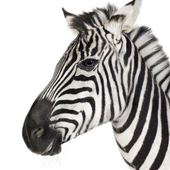 Plakat Zebra