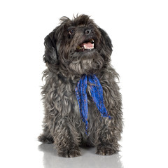 Poodle