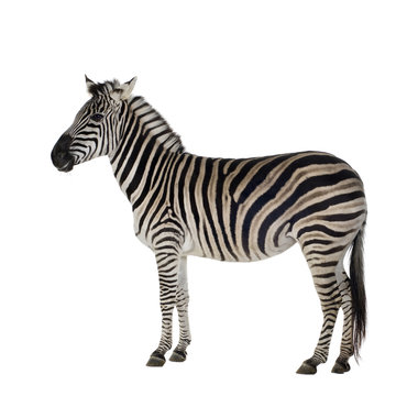 Fototapeta Zebra