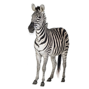 Fototapeta Zebra