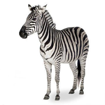 Fototapeta Zebra