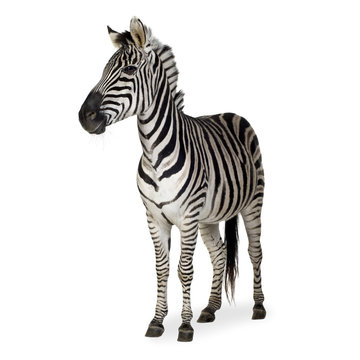 Fototapeta Zebra