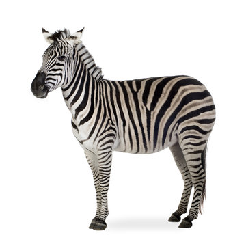 Fototapeta Zebra