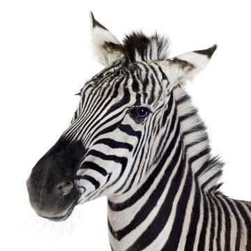 Fototapeta Zebra