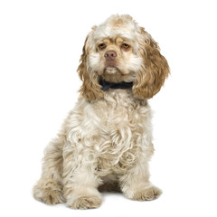 American Cocker Spaniel (8 months)