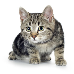 Obraz premium european kitten (3 months)