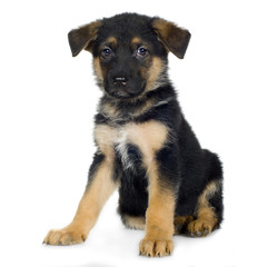 german shepherd (7 weeks)/ alsatian, police dog
