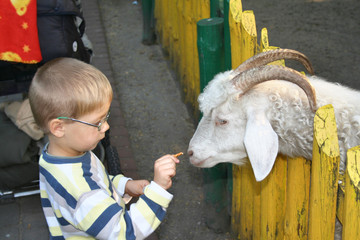 A billy goat eating out of a child's hand.