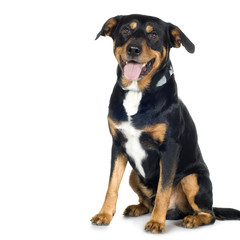 crossbreed Beagle and Rottweiler (6 years)