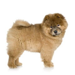Obraz premium Cow chow (3 months)