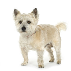 Cairn Terrier (11 years)