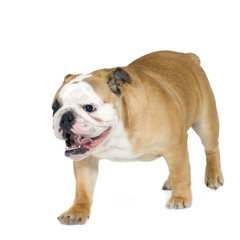 english Bulldog (6 months)