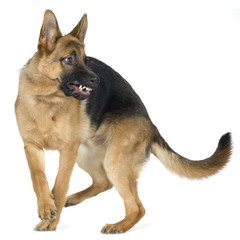 german sheperd 