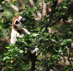 Verraux Sifika Lemurs