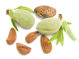 young almonds