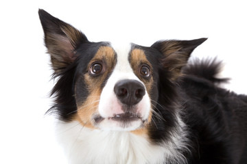 Sheepdog looking up