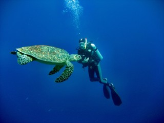 Caretta Schildkröte mit Taucher