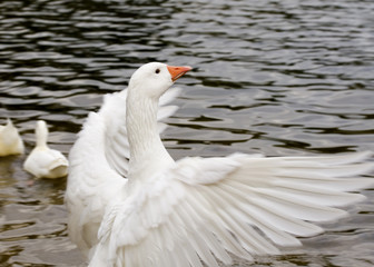 Goose Flap