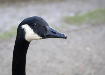 Canada Goose Head