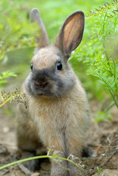 lapin