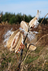 Milkweed plant with a pod and seeds 