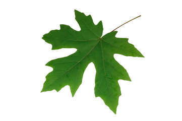 Maple leaf