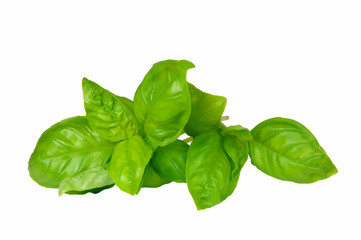 Fresh Basil