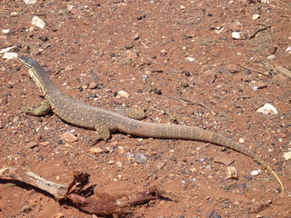 iguane