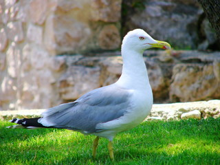 The seagull