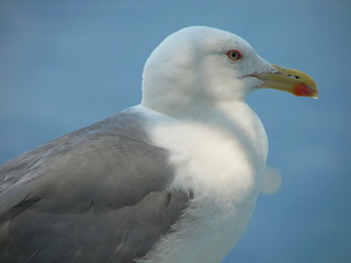 The seagull