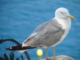 The seagull