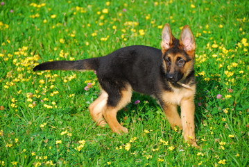 Puppy playing in the field
