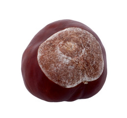 Checsnut over white background