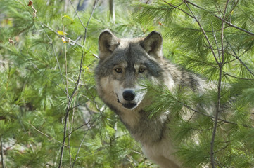 Gray wolf portrait © outdoorsman