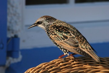starling