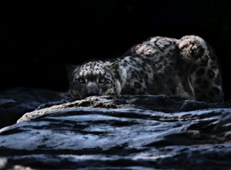 Moonlit Snow Leopard