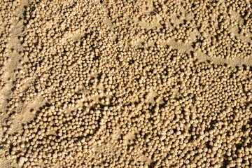 Fraser Island, Australia..