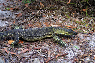 Lake McKenzie, Fraser Island, Australia..