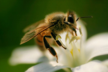 a bee eating on a flower