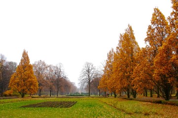 Fototapeta premium fall 11