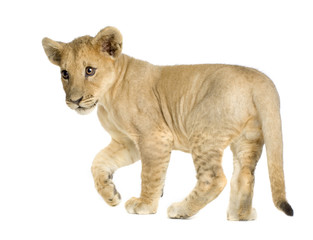 Naklejka na ściany i meble Lion Cub (4 months)