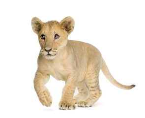 Obraz premium Lion Cub (4 months)