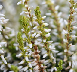 white heather