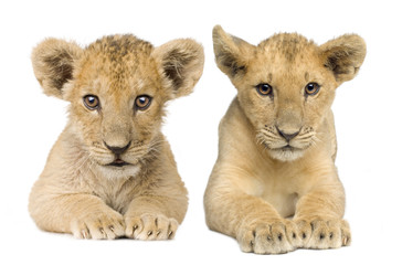 Fototapeta na wymiar Lion Cub (4 months) ONE IS 3 MONTHS AND THE OTHER 4 MONTHS