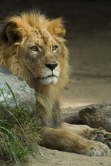 Fototapeta premium Male Lion