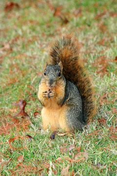 Squirrel Portrait