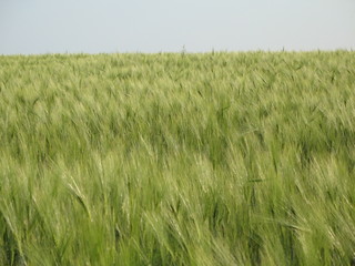 wheat field
